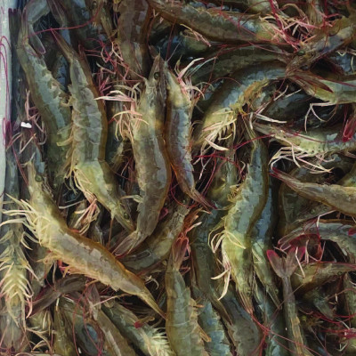 Dinh dưỡng sinh khối cho vi sinh quang hợp NUTRI RHODO