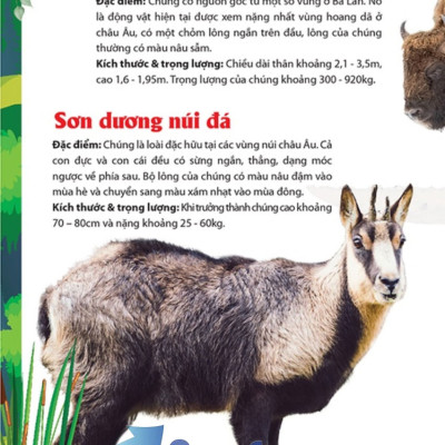 Khám Phá Động Vật 5 Châu - Châu Âu 