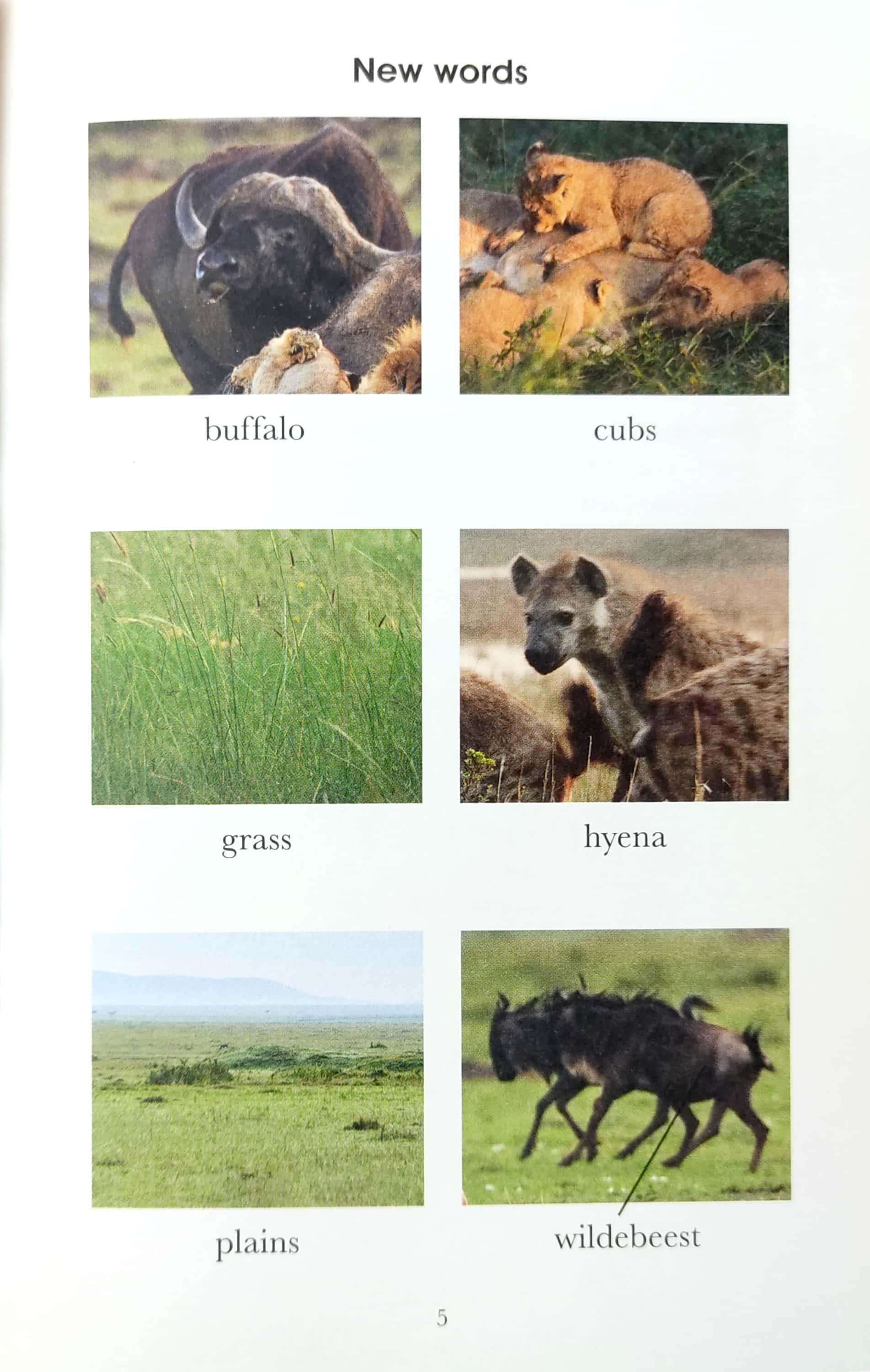 Penguin Readers Level 1: BBC Dynasties: Lions
