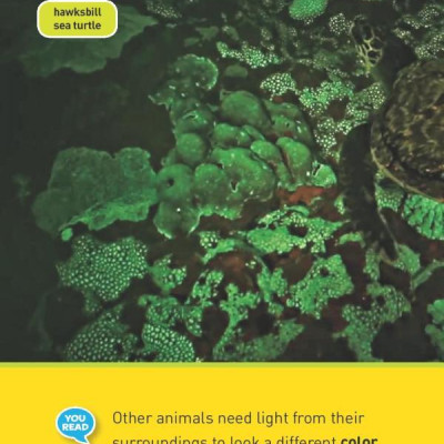 Glowing Animals (L1/Co-Reader) (National Geographic Readers)