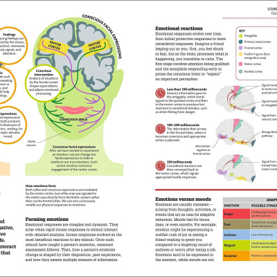 How The Brain Works: The Facts Visually Explained (How Things Work)