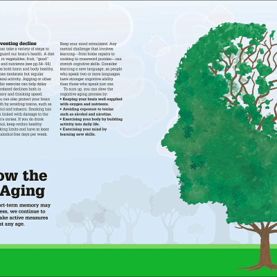 How The Brain Works: The Facts Visually Explained (How Things Work)