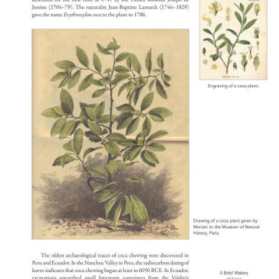 Coca Wine: Angelo Mariani