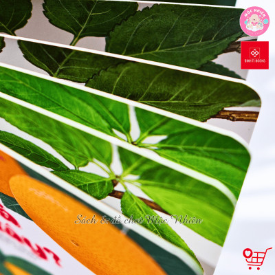 Sách Ehon - Ú Òa, Quả Gì Đây?, Ú Òa, Mèo Đâu Rồi?, và Ú Òa, Ra Vườn Thôi! Bộ 3 tập - Cho trẻ 0 - 6 tuổi - Đinh Tị Books