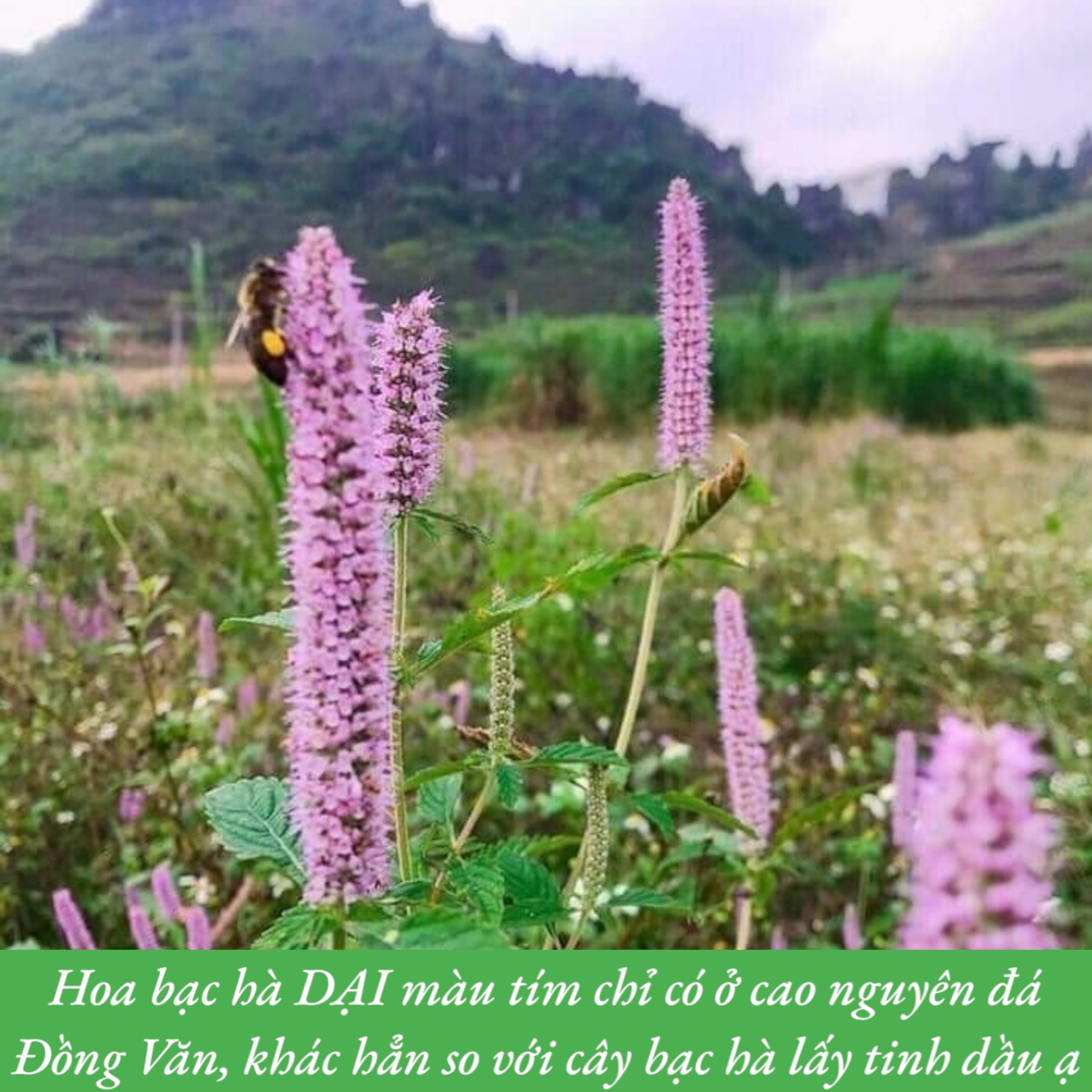 MẬT ONG BẠC HÀ CHÍNH HÃNG PO MỶ OCOP HÀ GIANG, MẬT ONG BẠC HÀ NGUYÊN CHẤT HÀ GIANG