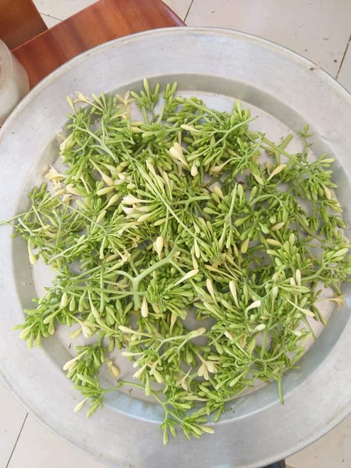 Bông đu đủ đực sấy lạnh xanh đẹp đặc sản Kon Tum