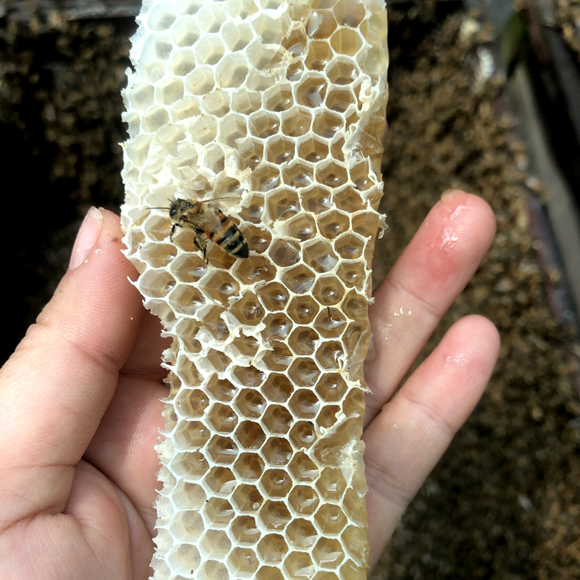 Nến Sáp Ong 26 Giờ Kèm Dĩa Gỗ Dừa 10cm : Khử Mùi Hôi Phòng Kín, Làm Sạch Không Khí, Thơm Nhẹ Mùi Mật Ong - HÀNG CHÍNH HÃNG
