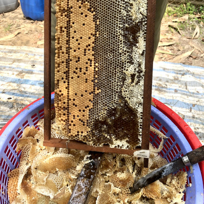 Mật Ong Hoa Nhãn Nguyên Chất 1000ml, món quà giá trị từ thiên nhiên, 