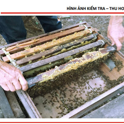 Mật ong 5 sạch Honeyboy 1KG