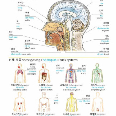 Korean Vietnamese English Trilingual Dictionary