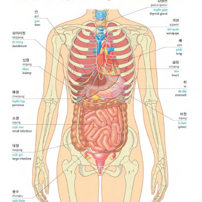 Korean Vietnamese English Trilingual Dictionary