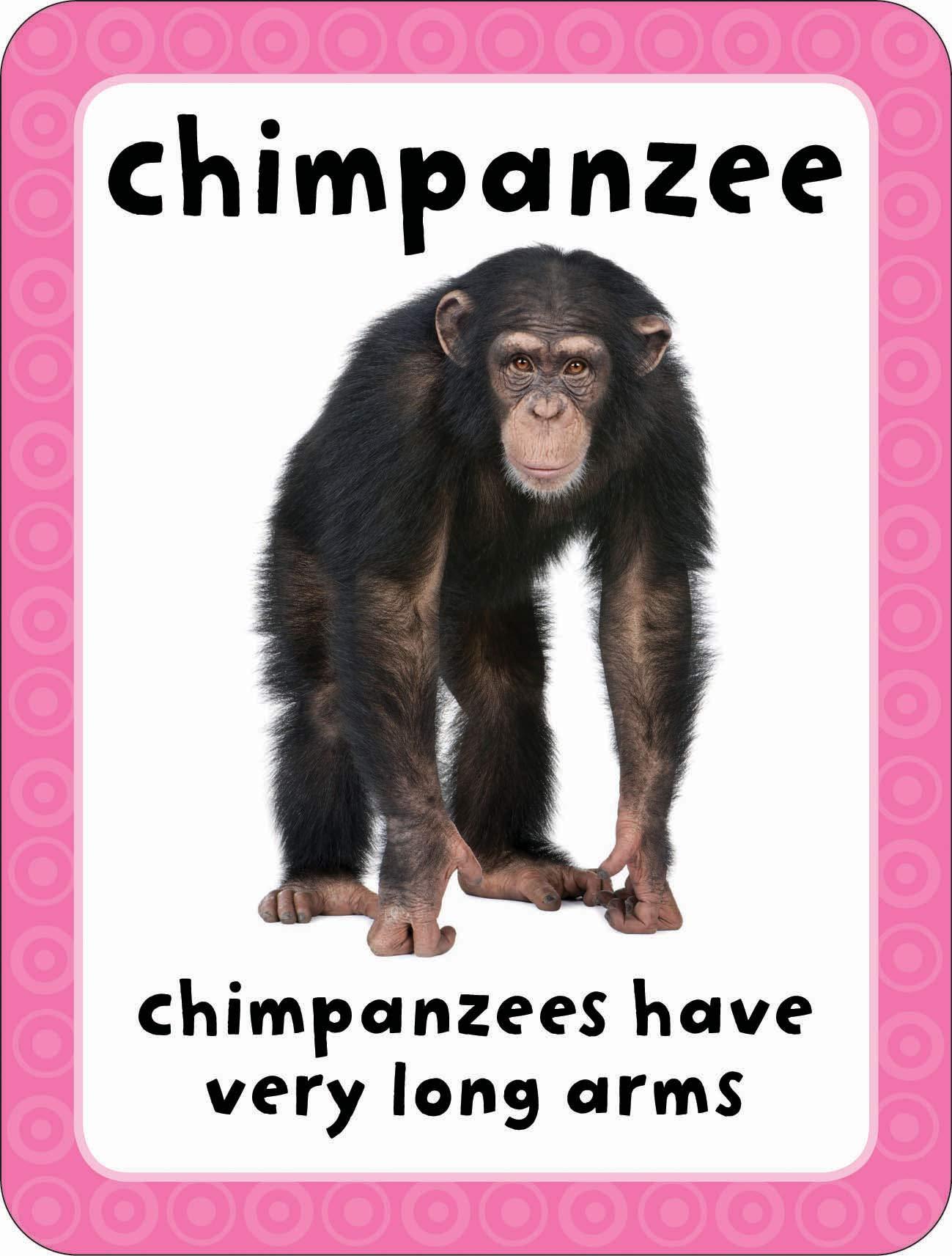 Get Set Go: Flashcards - Animals