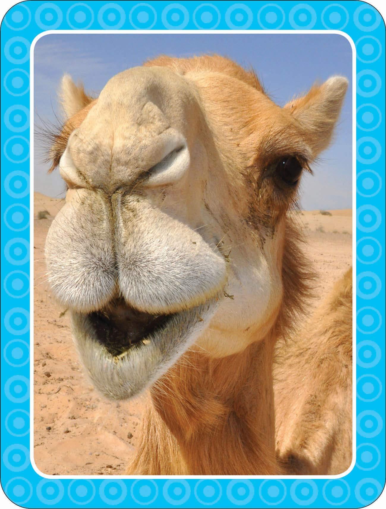 Get Set Go: Flashcards - Animals