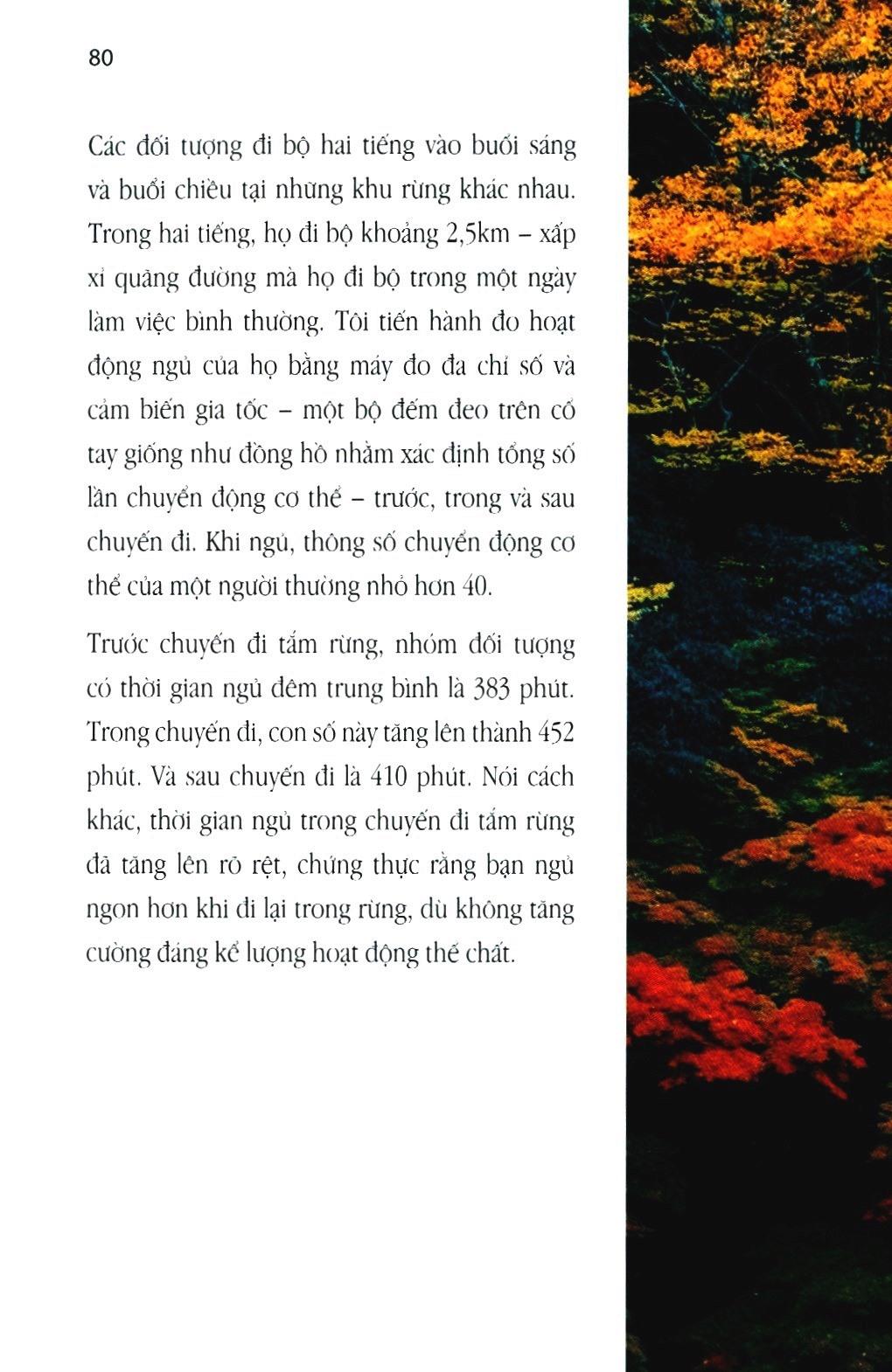 Shinrin Yoku - Nghệ Thuật Tắm Rừng Của Người Nhật