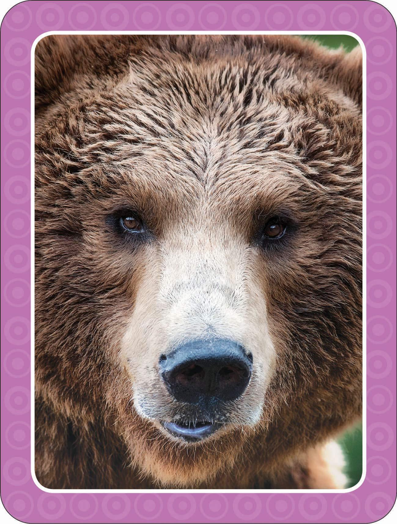 Get Set Go: Flashcards - Animals