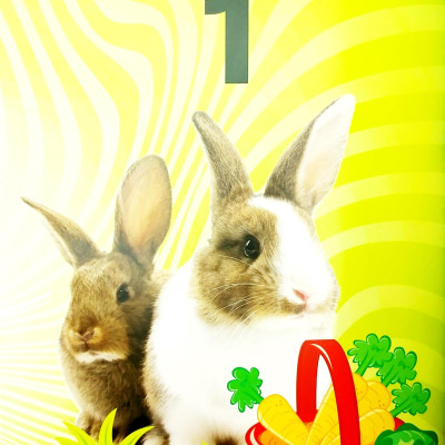 Baby Animals Sticker Book Treasury