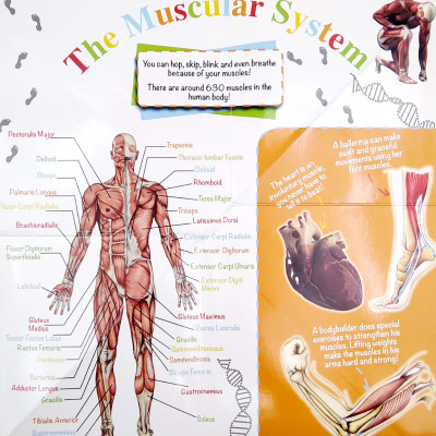 Wonder Of Learning - My Fold-Out Book Of The Human Body