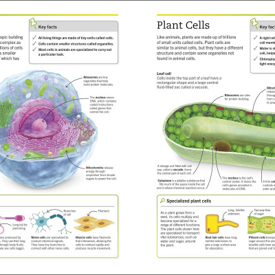 Biology: The Ultimate Bitesize Study Guide (Supersimple)