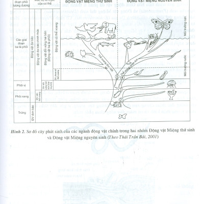 Động Vật Học Có Xương Sống (Tái bản lần thứ tám - năm 2023)