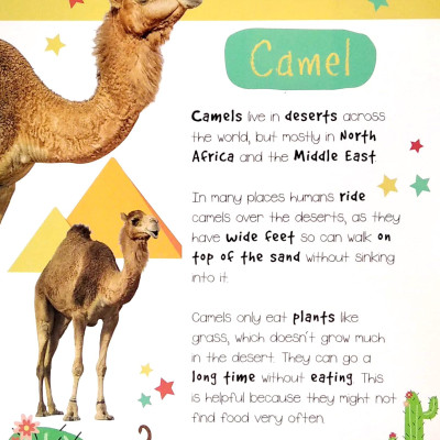 Little Wonders: Desert Animals - 5 Puzzles