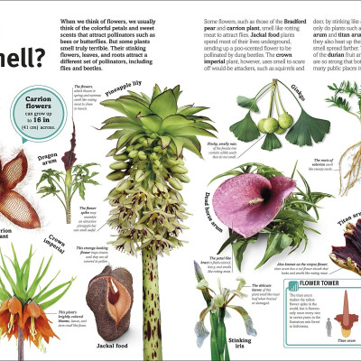 Trees, Leaves, Flowers And Seeds: A Visual Encyclopedia Of The Plant Kingdom