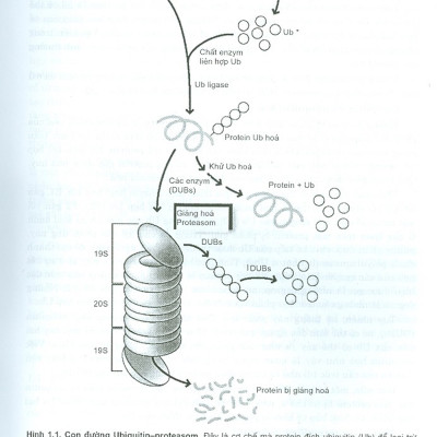 Bệnh Học Đại Cương (Dùng Cho Đào Tạo Bác Sĩ Và Học Viên Sau Đại Học)