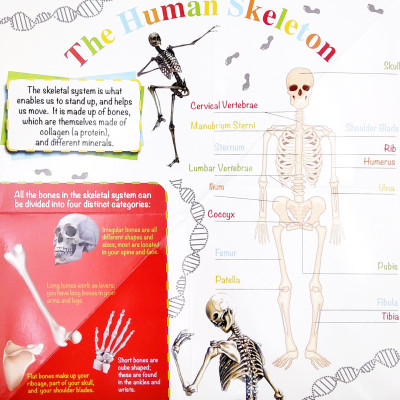Wonder Of Learning - My Fold-Out Book Of The Human Body