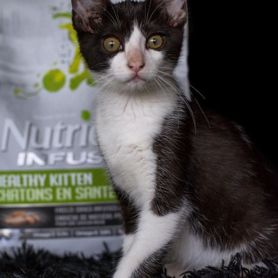 Thức Ăn Cho Mèo Con Nutrience Infusion Bao 500g Vị Thịt Gà Tây Rau Củ Trái Cây Tự Nhiên Giúp  Phát Triển Trí Não Hệ Tiêu Hoá