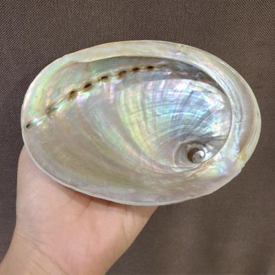 Sét Ốc xà cừ hồng size đại Kèm chân gỗ xoài 4" giá siêu tốt