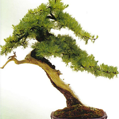 110 Câu Hỏi Đáp Chăm Sóc Và Tạo Dáng Bonsai (Tái Bản 2024)