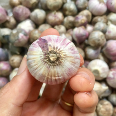 Tỏi cô đơn củ to - 1kg - Tỏi chuyên dùng làm tỏi đen - Size TO