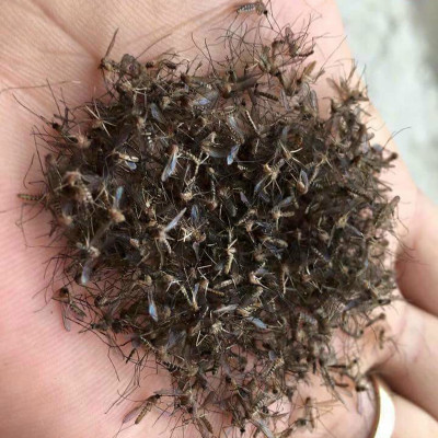 Đèn bắt muỗi thông minh Rạng Đông chính hãng Model: DBM01 5W tiện ích, hạn chế tiếng ồn, sản phẩm TOP của năm. Giá gốc tận xưởng