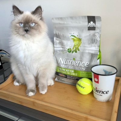 Thức Ăn Cho Mèo Con Nutrience Infusion Bao 500g Vị Thịt Gà Tây Rau Củ Trái Cây Tự Nhiên Giúp  Phát Triển Trí Não Hệ Tiêu Hoá