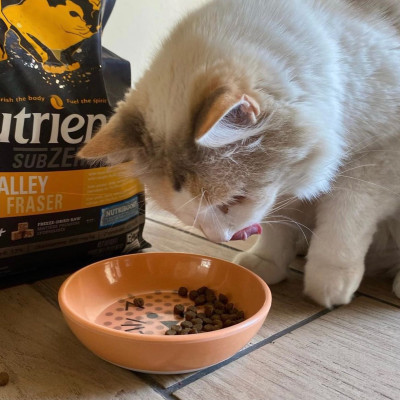 Thức Ăn Hạt Cho Mèo Nutrience Subzero Bao 5kg Vị Gà Tây và 6 Loại Cá Biển Trái Cây Rau Củ