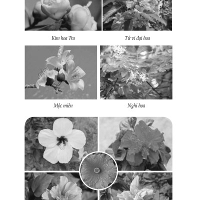 Nông Nghiệp Xanh, Sạch - Kỹ Thuật Trồng Các Loại Hoa 