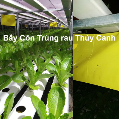 BẪY MÀU CÔN TRÙNG SINH HỌC GADOT ISRAEL CHO RAU SẠCH, RAU THỦY CANH, RAU KHÍ CANH VÀ NÔNG NGHIỆP SẠCH (SET 20 Mét DÀI). Kích thước ngang 0.18M x Dài 20M trải nghiệm