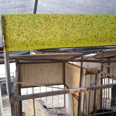 Bẫy Ruồi Bằng Keo Dính Vàng Sinh Học Israel Cuộn 10 Mét Trải Nghiệm. Hiệu Sticky Yellow Roll là Keo Dính Vàng 2 Mặt Israel (RỘNG 18CM X DÀI 10M) Nhập Khẩu Israel Sử DụngTrong Ngành Nông Nghiệp Sạch dùng Bẫy Ruồi Giấm, Ruồi Vàng, Ruồi Cái và cả các loại côn trùng khác