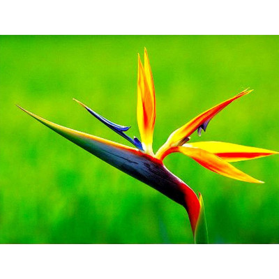 Serum Giảm Thâm Quầng Mắt Thorakao 10g