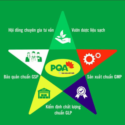Nhân Sâm Bổ Phổi PQA Hỗ Trợ Thanh Họng, Giảm Ho, Long Đờm Và Thông Thoáng Đường Thở Hộp 125ml