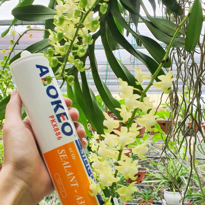 Keo silicone alokeo A300 màu trong Axit