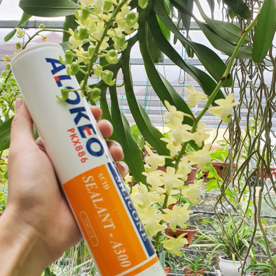Keo silicone alokeo A300 màu trong Axit