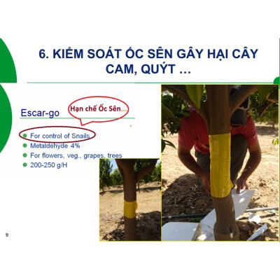 Bẫy Ruồi Bằng Keo Dính Vàng Sinh Học Israel Cuộn 10 Mét Trải Nghiệm. Hiệu Sticky Yellow Roll là Keo Dính Vàng 2 Mặt Israel (RỘNG 18CM X DÀI 10M) Nhập Khẩu Israel Sử DụngTrong Ngành Nông Nghiệp Sạch dùng Bẫy Ruồi Giấm, Ruồi Vàng, Ruồi Cái và cả các loại côn trùng khác