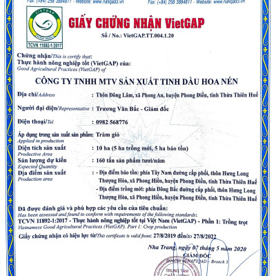 Tinh dầu Tràm Huế nguyên chất CAO CẤP Hoa Nén 10ml - Chuẩn VietGAP - Chăm sóc sức khỏe mẹ và bé