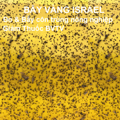 BẪY MÀU CÔN TRÙNG SINH HỌC GADOT ISRAEL CHO RAU SẠCH, RAU THỦY CANH, RAU KHÍ CANH VÀ NÔNG NGHIỆP SẠCH (SET 20 Mét DÀI). Kích thước ngang 0.18M x Dài 20M trải nghiệm