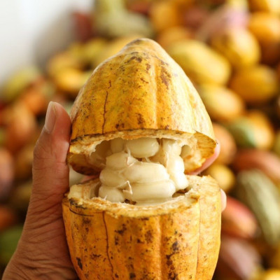 Combo 2 gói Cacao Rich nguyên chất - 300g x 2 gói