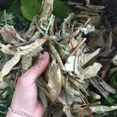 Dung dịch vệ sinh phụ nữ thảo dược 150ml hổ trợ ngăn ngừa các bệnh viêm, ngừa thường gặp ở phụ nữ