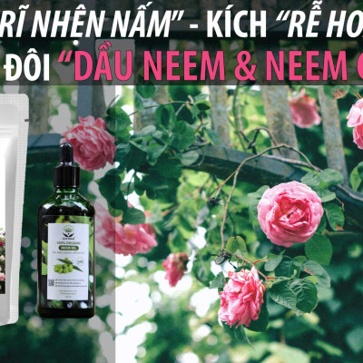 Combo Dầu Neem và Bánh dầu Neem hữu cơ DOCNEEM trị sâu bệnh, sùng đất cuốn chiếu, kích rễ hoa hồng chai 100ml và túi 1kg