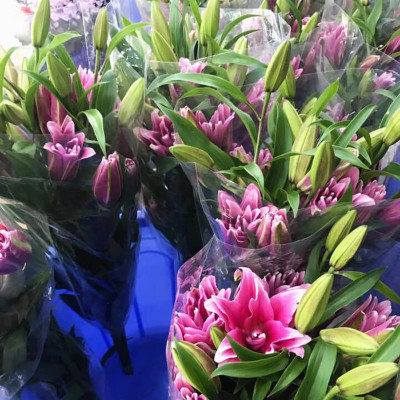 DUNG DỊCH BẢO QUẢN HOA LILY LÂU TÀN, KIỀM HOA KHÔNG NỞ VÀ “NGỦ ĐÔNG” TRÊN 15 NGÀY TẠI NHÀ VƯỜN TRỒNG HOA (GROWERS) THEO CÔNG NGHỆ ISRAEL