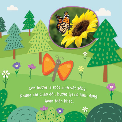 Sách Sự Sinh Trưởng Kỳ Diệu Của Vạn Vật - Vòng Đời Của Bướm