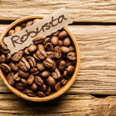 Cà phê Robusta pha phin rang mộc